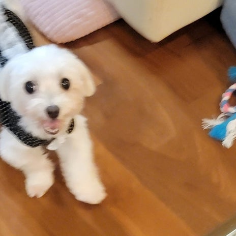 モト冬樹 愛犬が見せたすごい進歩の画像