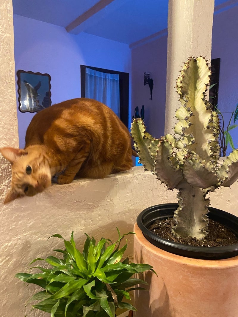 野沢直子 壁にすりすりする愛猫の画像