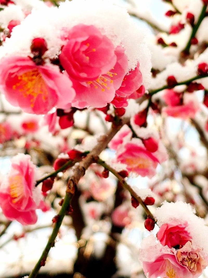 古村比呂 雪と枝垂れ梅の景色の画像