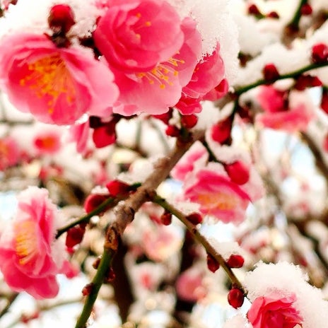 古村比呂 雪と枝垂れ梅の景色の画像