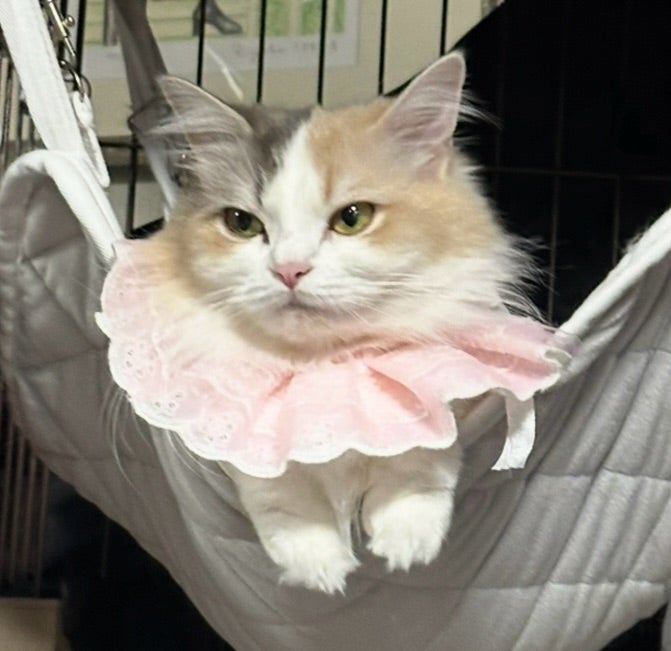 笠井アナ 愛猫の誕生日を祝福