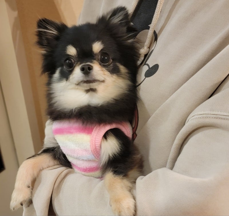 モト冬樹 我が家に新しい保護犬の画像