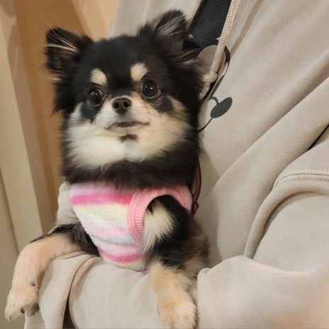 モト冬樹 我が家に新しい保護犬の画像