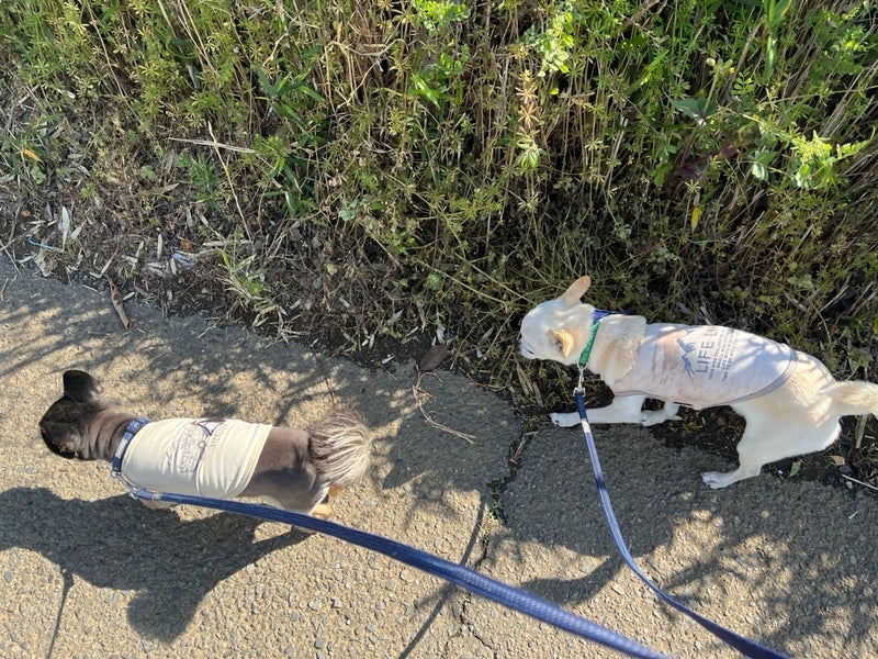 平日に昼寝できる平和で幸せなことの画像