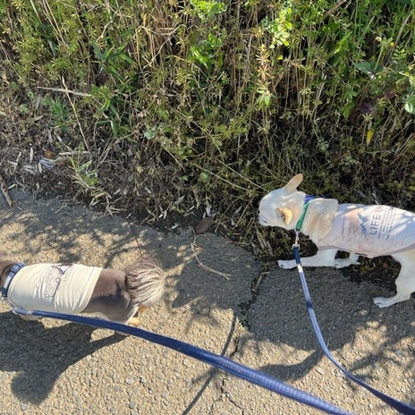 平日に昼寝できる平和で幸せなことの画像