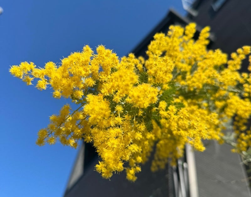 次に咲かせるためのミモザの準備の画像