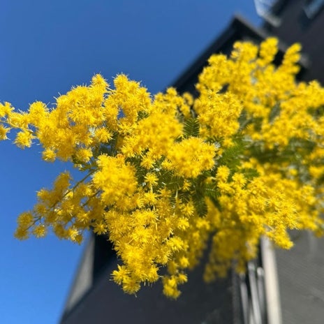 次に咲かせるためのミモザの準備の画像