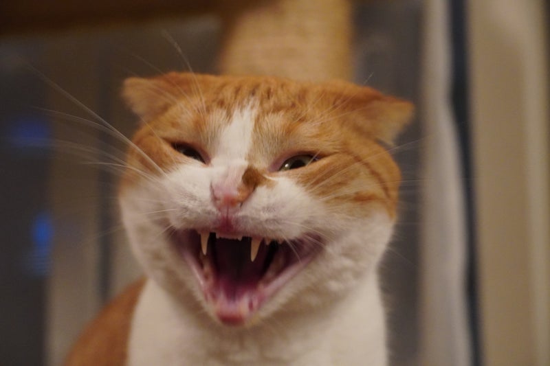 義母の余計な言葉に堪忍袋の緒がの画像