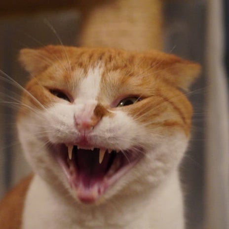 義母の余計な言葉に堪忍袋の緒がの画像