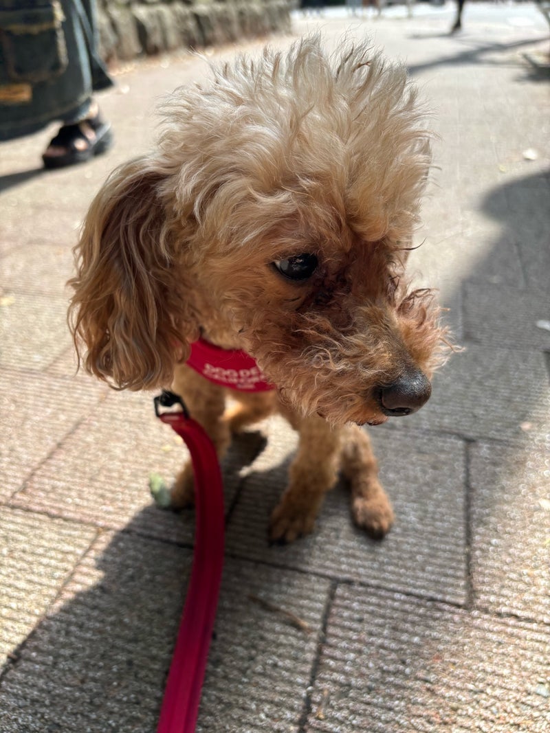 ヒデ 愛犬の目線で選んだ新居