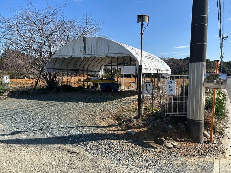 無人販売で買った2個100円の八朔の画像