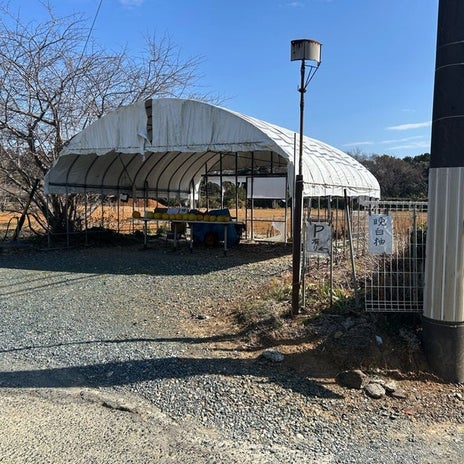 無人販売で買った2個100円の八朔の画像