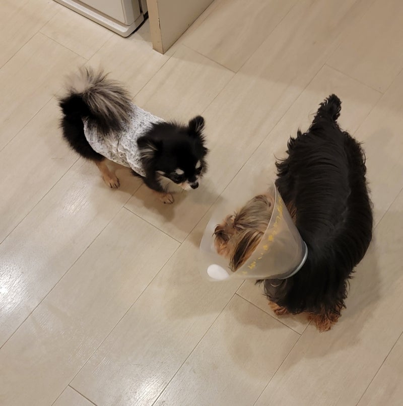 モト エリザベスカラーに吠える愛犬の画像