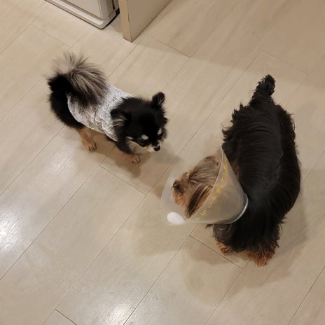 モト エリザベスカラーに吠える愛犬の画像