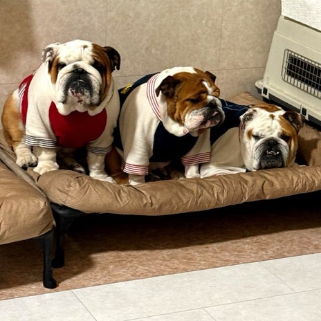 北斗晶 朝の愛犬達それぞれの性格の画像