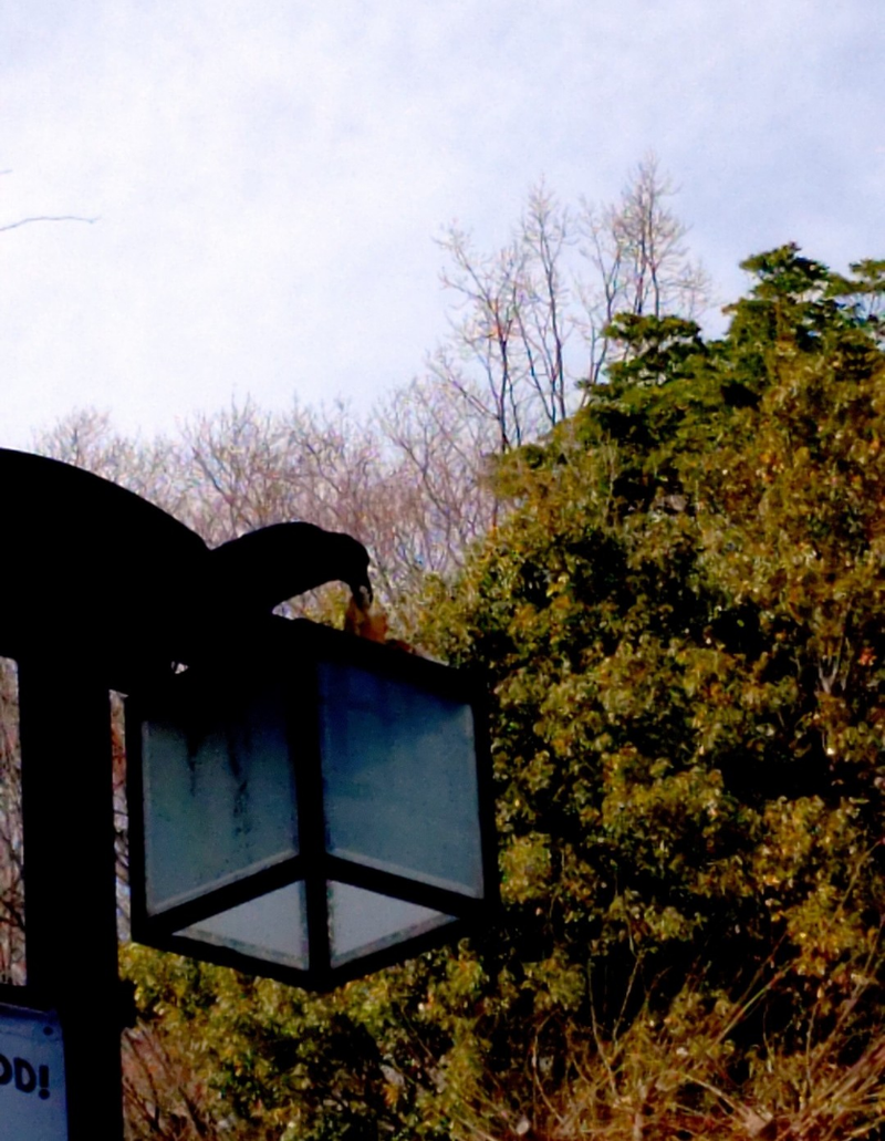 前かごのプレーンナンを盗んだカラスの画像