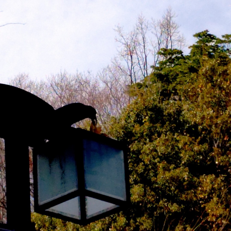 前かごのプレーンナンを盗んだカラスの画像