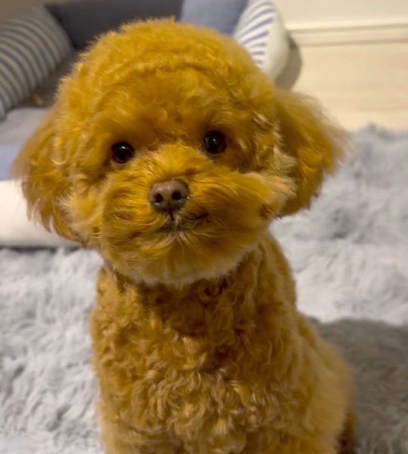 カチューシャみたいになった髪の毛の画像