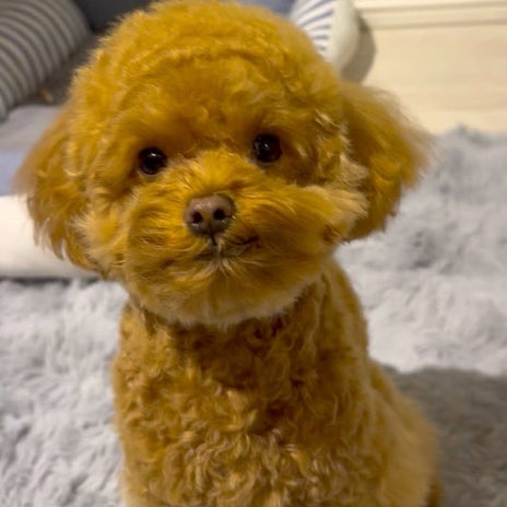 カチューシャみたいになった髪の毛の画像