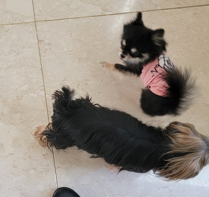 モト冬樹 争って出迎える2匹の愛犬の画像