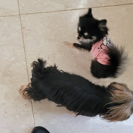 モト冬樹 争って出迎える2匹の愛犬の画像