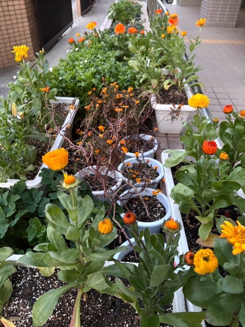 目に入ると元気をもらえる学校の花の画像