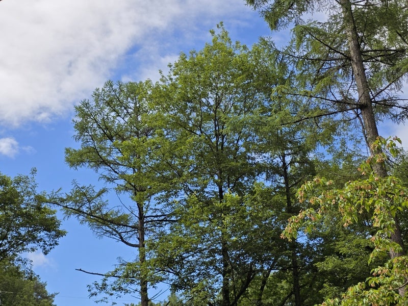 高橋英樹 裏庭は凄い蝉しぐれの画像