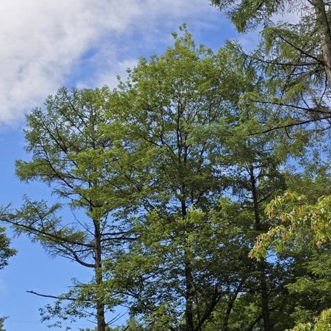 高橋英樹 裏庭は凄い蝉しぐれの画像