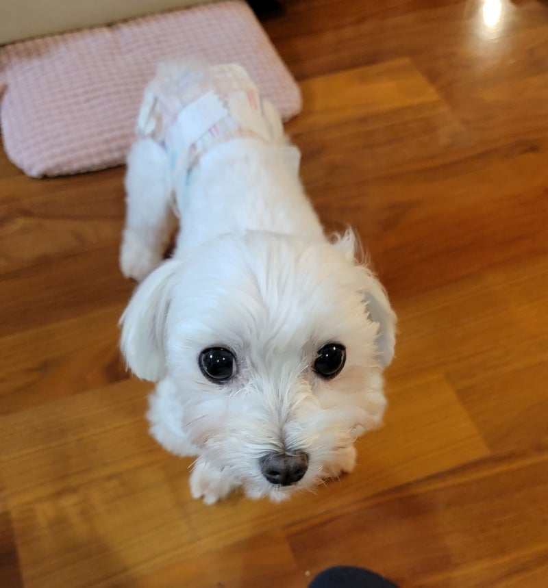 モト冬樹 徐々に慣れてきた愛犬の画像