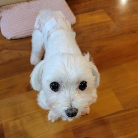 モト冬樹 徐々に慣れてきた愛犬の画像