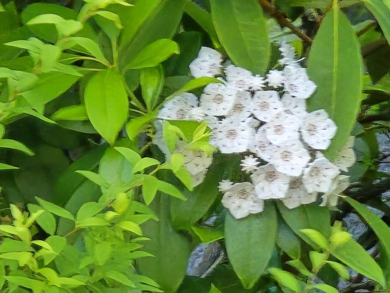 高橋英樹 星のような白い夏の小花の画像