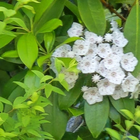 高橋英樹 星のような白い夏の小花の画像