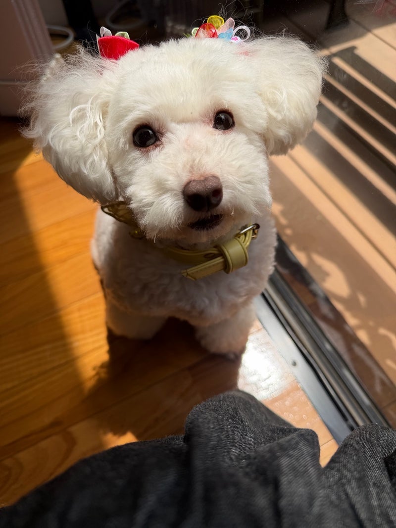 堀ちえみ 速攻で寝る愛犬の才能の画像