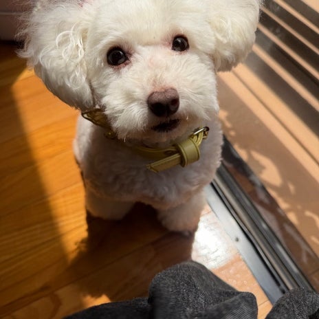 堀ちえみ 速攻で寝る愛犬の才能の画像