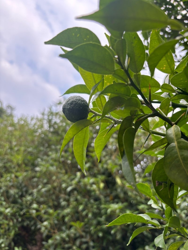 広川ひかる 亡き父の植えたゆずの木の画像