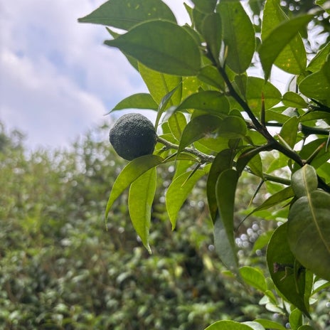 広川ひかる 亡き父の植えたゆずの木の画像