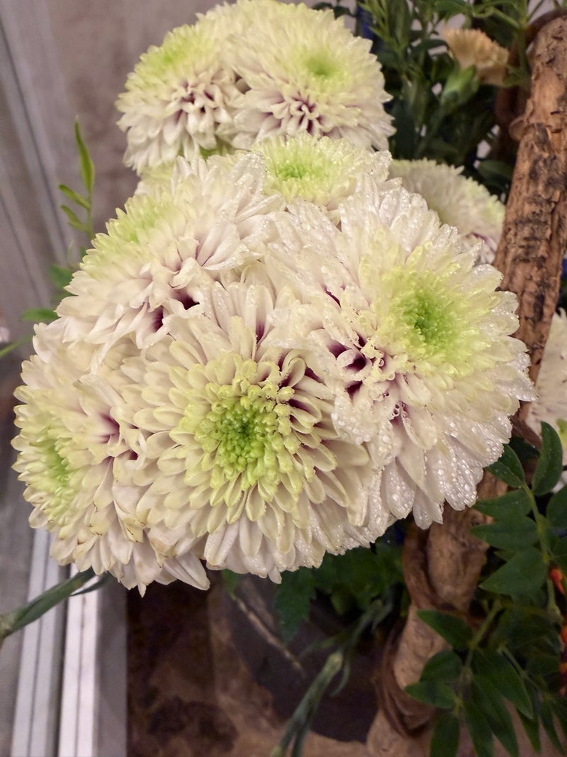 堀ちえみ 珍しいダリア咲きの菊の画像