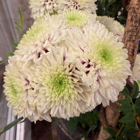 堀ちえみ 珍しいダリア咲きの菊の画像