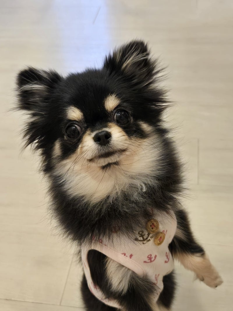 トライアルが決まった甘えん坊な子の画像