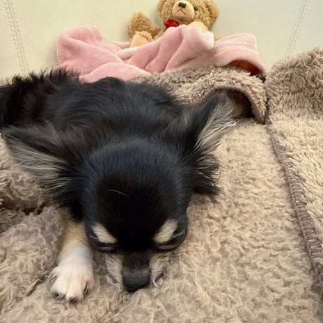 小柳ルミ子 愛犬に寂しいお留守番の画像