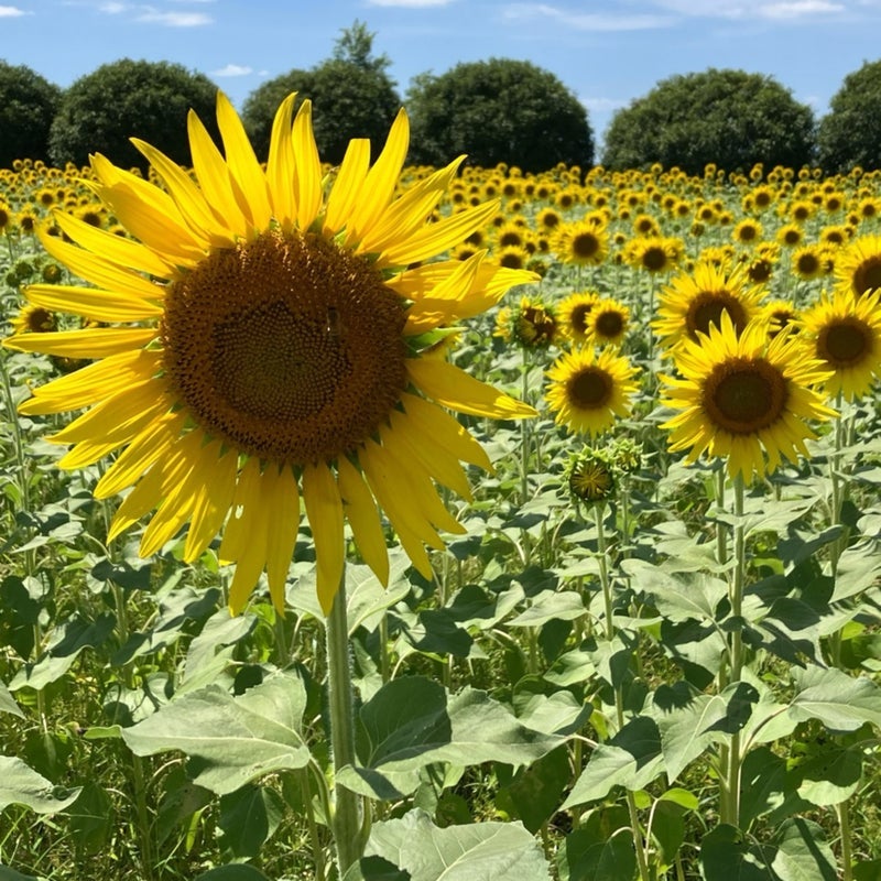 98歳の義母が見た写真のお婆さんの画像