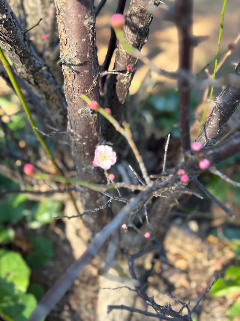 反感をかう療育をすすめる難しさの画像