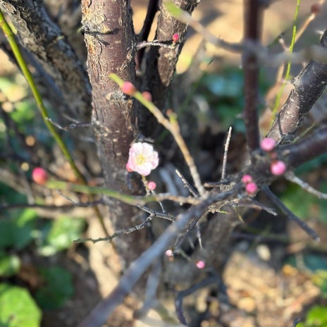 反感をかう療育をすすめる難しさの画像