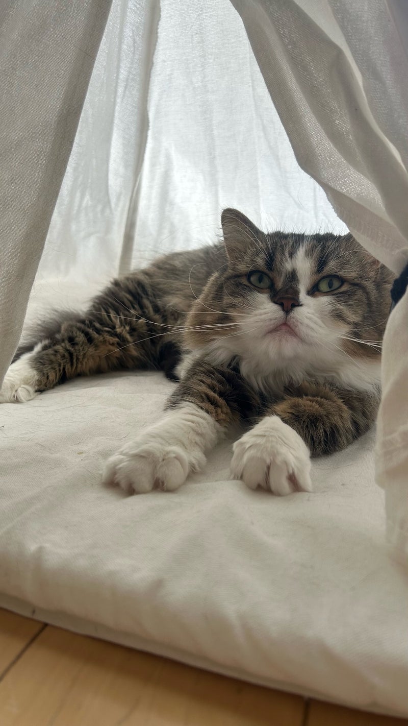 長女が猫に買ってきたティピーテントの画像
