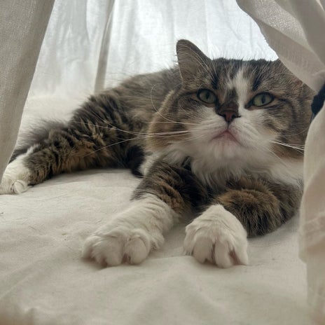 長女が猫に買ってきたティピーテントの画像