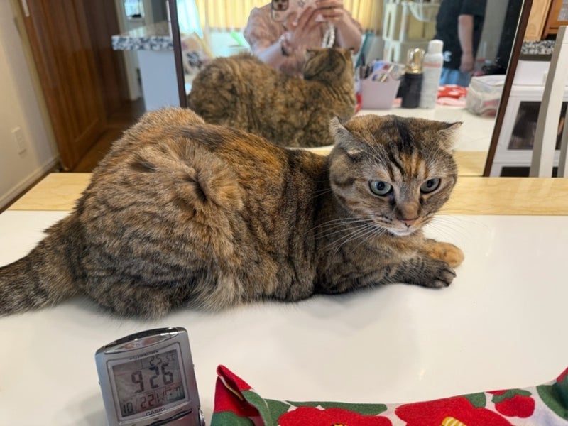 鏡の前をさえぎり寝だす自由猫の画像
