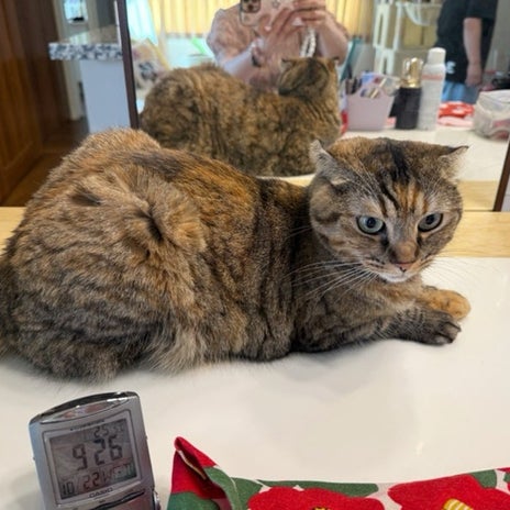 鏡の前をさえぎり寝だす自由猫の画像