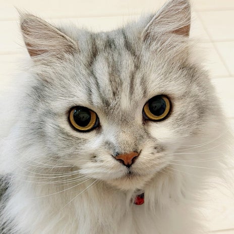 細川直美 3度見したまたたび商品の画像