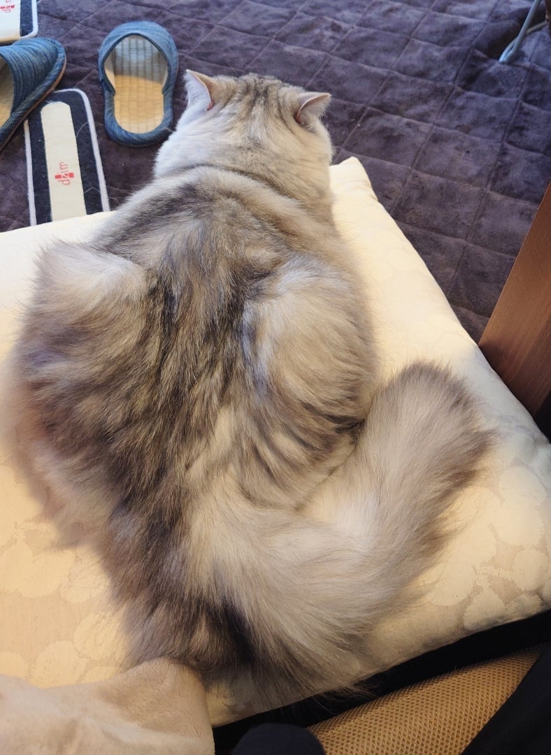 アレルギー無かった息子の鼻いびきの画像