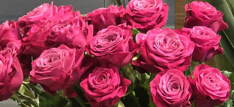 高橋英樹 目の保養になる鮮やかな薔薇の画像